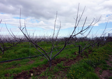 "Impianto di albicocco "Kioto" dell'azienda agricola "Antonello Giannace" in localita' "Tinchi" di Pisticci (MT). Le piante sono innestate su portainnesto "Mirabolano 29/C" e (febbraio 2010) sono attualmente all'inizio del quarto ciclo vegetativo."