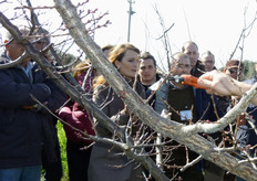 "I "dardi fioriferi" o "mazzetti di maggio" sono formazioni fruttifere, di ridotta lunghezza, sui cui producono la maggior parte delle varieta' di albicocco."