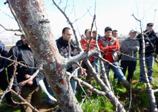 "Anche le "monconature" dei rami vigorosi, presenti lungo le brache principali, praticate in primavera inoltrata (giugno), in particolare nei primi anni di sviluppo della pianta, favoriscono l'emissione dei "mazzetti di maggio"."