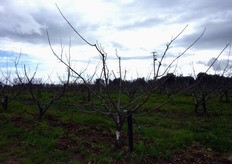 "Sulla pianta di albicocco ogni branca deve terminare con un "leader", ovvero un ramo principale in continuo accrescimento."