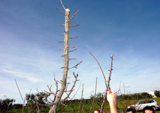 "La spuntatura del "leader" e' un'operazione scorretta, poiche' provoca effetti devastanti sull'equilibrio della chioma."