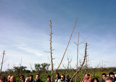 "Il "leader" non deve essere mai spuntato sia per assicurare, negli anni, l'accrescimento delle branche principali sia per evitare l'emissione, in corrispondenza dei tagli, di numerosi germogli vigorosi ("succhioni"). I "succhioni" richiamerebbero l'attivita' vegetativa all'estremità a discapito delle formazioni fruttifere (mazzetti di maggio), posizionate lungo le branche, che verrebbero inevitabilmente "bruciate" dal flusso linfatico."