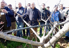 Per favorire una buona emissione di formazioni fruttifere, l'inclinazione ideale delle branche principali deve essere, secondo i tecnici di Escande, intorno a 45 gradi. Per divaricare le branche non occorrono tiranti, pesi, fili e tutori, ma sono sufficienti interventi mirati di potatura e il semplice effetto del peso del legno e dei frutti.