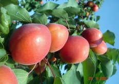 "La "KIOTO*cov" ha qualita' gustative molto interessanti, l'IR (Indice Rifrattometrico) medio intorno a 13,0 gradi Brix, la polpa di colore arancio, succosa e consistente. I frutti, inoltre, sono molto resistenti alle manipolazioni e presentano una forte tenuta nella fase di post-raccolta."