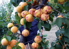 "Frutti di albicocco (in foto) con evidenti sintomi di "Sharka" causati dal virus PPV (Plum Pox Virus). La giornata tecnica sulla "Kioto" si e' svolta anche in collaborazione con l'Ufficio Fitosanitario della Regione Basilicata."