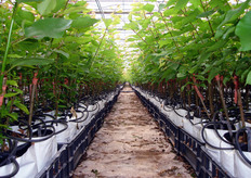 "Astoncini vegetanti" di albicocco prodotti, in fuori suolo (su substrato inerte a base di fibra di cocco) e in ambiente protetto (serra isolata con rete anti-insetto), con materiale di propagazione certificato. La durata del ciclo produttivo di un "astoncino vegetante" in vivaio (vivai Consorzio Vivaisti Lucani) varia da dieci a dodici mesi a partire dal trapianto del portainnesto."