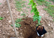 "Astoncino vegetante" di albicocco pronto al trapianto in primavera (aprile-maggio)."
