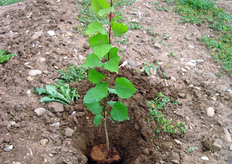 "L'integrita' dell'apparato radicale dell'"astoncino vegetante" conferisce alla pianta una forte spinta vegetativa. Le numerose gemme a legno laterali disposte lungo l'asse, in seguito alla spuntatura dell'apice, sviluppano, gia' nel corso della stagione, vigorose branche principali."