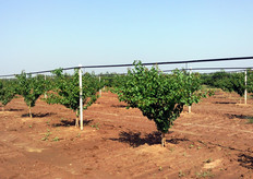 "Se ben curate, con appropriati interventi di fertirrigazione e di difesa fitosanitaria, le piante derivanti da "astoncino vegetante", al termine della stagione vegetativa (aprile-settembre), presentano uno sviluppo armonioso. In foto il giovane albicoccheto, al quinto mese (settembre 2009) dal trapianto, presso l'Azienda Agricola "Giannace" in agro di Scanzano Jonico."