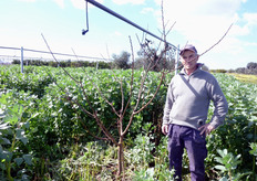 "Piante di albicocco in riposo vegetativo (febbraio 2010) ottenute da "astoncino vegetante" trapiantato nella primavera precedente (aprile 2009), presso l'Azienda Agricola del sig. Giannace (in foto) in agro di Scanzano Jonico (MT). Le giovani piante sono state anche sottoposte a leggeri interventi di potatura "verde" al fine di ridurre la competizione dei germogli vigorosi interni."