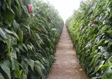 Per la coltivazione di peperoni standard, il produttore assume un solo uomo per ettaro, il quale si prende cura delle piante e della relativa raccolta.