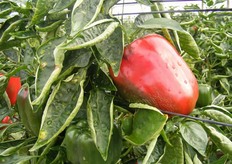 Una volta a settimana avviene la raccolta. La maggior parte del lavoro viene svolto da manodopera proveniente dall'Africa (soprattutto dal Marocco).