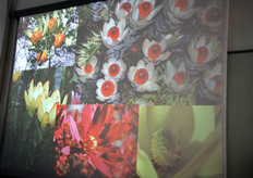 Le Proteacee sono arbusti molto resistenti, con basso fabbisogno idrico e nutritivo, adatti anche a terreni sabbiosi. La loro principale particolarita' e' l'estrema ricchezza e bellezza cromatica delle inflorescenze, di dimensioni talora molto grandi. In Sudafrica si e' sviluppata una vera e propria industria intorno a queste piante da fiore, con un 90 per cento della produzione esportata in Europa e nel resto del mondo.