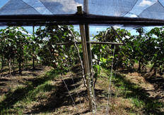 Il terreno e' di buona fertilita', con un PH 7. L’acqua si trova ad una profondita' di 80 metri circa e l’irrigazione localizzata viene effettuata giornalmente, mentre la fertirrigazione avviene una volta a settimana con la sospensione di tutto il concime chimico a 50 giorni dalla raccolta, specie per l’azoto.