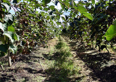 Il maggior vivaista qui e' Dalpane Vivai, con sede in Italia - a Verona, Castel Bolognese e Latina - mentre in Argentina ha sede a Mar della Plata. Produce 100.000 piante all’anno con un vivaio di 45 ettari di varieta' Summer 3373 (Summerkiwi). Nel mese di maggio, esporta verso l'Italia piante a radice nuda.