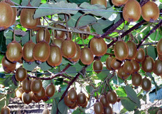 Il costo del terreno qui e' di 5.000 dollari per ettaro e le imposte su 30 ettari sono pari a 400 dollari. Si raccoglie il frutto a 4-5 gradi Brix e si vende a 6 gradi Brix. La raccolta inizia verso fine marzo e dura fino al 20 aprile. Arriva in Europa intorno al 5 aprile.