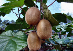 "Le produzioni sono di circa 30 tonnellate a ettaro per l’impianto di kiwi Hayward e si stima di 35 tonnellate per ettaro per la cultivar "Summerkiwi", quando entrera' in piena produzione."