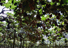 La manodopera avventizia impiegata dall'azienda viene pagata 7,00 Euro al giorno. A questa cifra vanno aggiunti circa 3,50 euro per contributi sanitari e pensionistici, con un costo finale di circa 10,50 euro al giorno. Per contro, il lavoratore versa il 28 per cento in tasse.