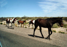 Nel 1988, i frutticoltori in questa regione erano circa 4.700, nel 2008 sono scesi a 2.800, divisi tra facenti parte di cooperative e indipendenti. Le aziende produttrici ed esportatrici, il cui capitale e' per il 60% straniero (DOLE, Sunfruit, Expofruit Univeg, GF Group ecc) acquistano il 41% della frutta dei soli produttori. Il territorio attorno a questa zona e' per il 36% non coltivato e le aziende con una superficie compresa tra 1 e i 19 ettari sono più del 50%.