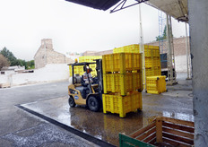 La capacita' giornaliera del magazzino e' di 3000 scatole da 18 kg al giorno. Il prodotto arriva al centro frigorifero, dove si effettua un primo test di qualita' (durezza e Brix).