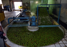 I cassoni vengono svuotati in una soluzione di acqua e acido citrico o cloro (5 parti per milione), poi la frutta viene calibrata e confezionata.