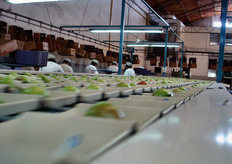 Ogni lavoratore deve confezionare 94 scatole da 18 kg, se scende sotto questa media ha delle penalita', se la supera riceve un premio.