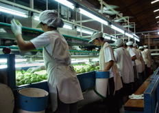 La manodopera costa 3 euro all’ora, tasse incluse; in fondo al magazzino viene riportato il numero di scatole confezionate da ciascun lavoratore. Lo Stato obbliga il magazzino a fornire un prezzo minimo al produttore quantificato quest'anno in 4 pesos per pere e mele.