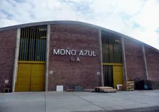 La Mono Azul fondata il 1 luglio 1961, rappresenta un'azienda pioniera nella lavorazione ed esportazione di frutta, prodotta nel nord della Patagonia, nella valle del Rio Negro.