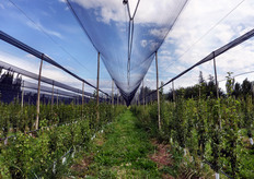 Attualmente la Mono Azul impiega da 3500 a 4500 persone. Il magazzino e' certificato BRC e tutta la produzione e' certificata GlobalGAP. I principali prodotti lavorati sono pere, mele, ciliegie, susine, pesche, nettarine, limoni, mandarini, uva.