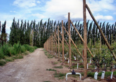 Il clima in questa parte dell’Argentina e' piu' secco: la piovosita' e' solo di 200-300 mm/anno. Le coltivazioni si sono sviluppate prima vicino ai fiumi, poiche' i terreni erano piu' fertili, poi si sono espanse verso il deserto. L’azienda visitata presenta un terreno molto sabbioso nei primi 60 cm di profondita' e poi si trova pietra calcarea. Questo conferisce al terreno un aspetto che ricorda il deserto.