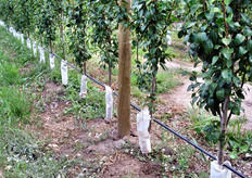 Il vento e' una costante presenza in questa zona, infatti i frutteti sono dotati di piante frangivento. Le temperatura minima invernale e' di -10°C, mentre la massima in estate è di 40°C. Nel mese di gennaio sono possibili le grandinate.