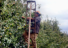 Per quanto riguarda la manodopera, c’e' un incaricato ogni 20 persone. Sopra ogni bins si mette un’etichetta per sapere chi ha raccolto. Ogni bins viene raccolto da una o al massimo 2 persone. La paga e' di 5 dollari al bins e una persona raccoglie da 4 a 5 bins al giorno. In piu', il datore di lavoro versa 5 dollari al giorno per la continuità del lavoro e il 50% della paga in forma contributiva. Si dà precedenza ai lavoratori dell’anno precedente. L’azienda deve fare una comunicazione 24 ore prima dell’inizio dei lavori. Il lavoratore che non produce viene sospeso per 2 giorni e se dopo continua a non lavorare bene, viene licenziato.