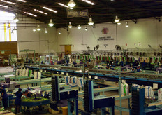 Qui, in 16 ore, vengono confezionate 16.000 scatole da 18 kg e ci sono 300 lavoratori per ogni turno. Su ogni scatola viene riportato il numero di frutti contenuti.