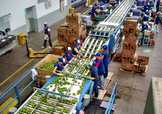 Per quanto riguarda la lavorazione, la frutta viene subito divisa a seconda del mercato di destinazione: domestico o estero. Il prodotto, dopo una calibratura meccanica, viene confezionato.