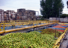 In quest’ultimo periodo c’e' un po’ di crisi per il prodotto organico, mentre il convenzionale si sta mantenendo stabile. Si sta faticando perche' alla frutta mancano 2 gradi Brix e manca circa un 40% di prodotto, soprattutto pere, a causa del gelo.