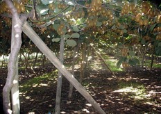 Impianti di actinidia puntellati dopo il terremoto.