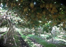 "In generale posso testimoniare - racconta Giampaolo - che il kiwi non ha subito danni, salvo alcuni impianti che sono caduti in seguito al terremoto e molti che devono essere puntellati per non cadere. Devo dire che colpisce il modo e la discrezione con cui i cileni stanno vivendo questo difficile momento. Si percepisce nettamente l'unità che nella disgrazia ha unito tutti i cileni, i quali sanno di dover convivere con questa situazione"."