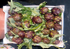 La scelta di dedicare questo libro a questo ortaggio non e' casuale. Con una SAU (superficie agricola utilizzata) di 50.000 ettari (pari al 35 per cento di tutta la SAU mondiale) con in testa Puglia, Sicilia e Sardegna, ed una PLV (produzione lorda vendibile) di 500.000 tonnellate, l’Italia e' storicamente il maggior produttore mondiale di carciofi e gli italiani ne sono in assoluto i piu' grandi consumatori, con 8 chilogrammi pro capite.