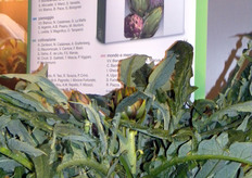 Pianta di carciofo spinoso di Sardegna.