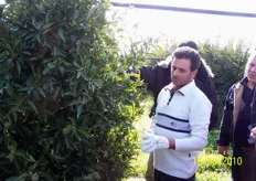 Sergio Porco (in foto) di Castrovillari (CS), potatore specialista di agrumi, esegue le prove dimostrative di potatura in campo.