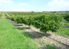 "Impianto di Clementine "Tardivo" al terzo anno, presso l’Azienda Agricola "Recoleta" di Giuseppe Zuccarella, in agro di Scanzano Jonico (MT)."