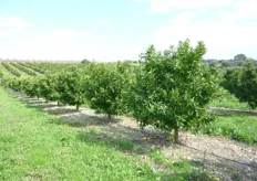 "Impianto di Clementine "Corsica 2" al terzo anno, prima della potatura, presso l’Azienda Agricola "Recoleta" di Giuseppe Zuccarella, in agro di Scanzano Jonico."