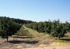 "Impianto di clementine "SRA89" prima della potatura. Azienda Agricola Dr. Luigi Aiello in agro di Tursi (MT),."