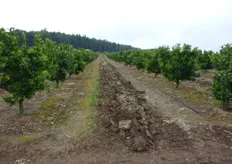 Per evitare fenomeni di erosione, a causa dalla natura declive del terreno, il suolo viene lavorato una sola volta all’anno, all’inizio della ripresa vegetativa delle piante.