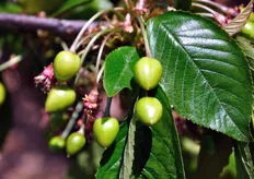 Dettaglio dei frutticini di ciliegia in fase di sviluppo.