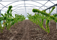 Piante di ciliegio sotto serra.