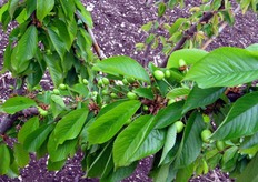 Frutti di ciliegia in fase di sviluppo.