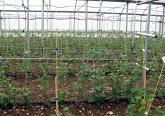 L'azienda sta portando avanti una prima produzione sperimentale di piccoli frutti sotto serra, in particolare lamponi e more. La fase della raccolta e' partita nella 16ma settimana del 2010.