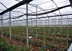 La serra dei lamponi. Qui sono state impiantate mille piantine in data 13 dicembre 2009.