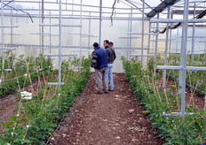 Per le operazioni di diserbo, l'azienda sta procedendo manualmente, in quanto intende ridurre al minimo l'impiego di prodotti chimici, anche perche' l'impollinazione viene effettuata dalle api e si vuole cosi' proteggerle.